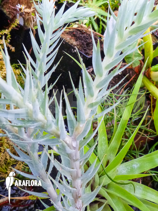 Huperzia ‚Lycopodium‘ goebelii