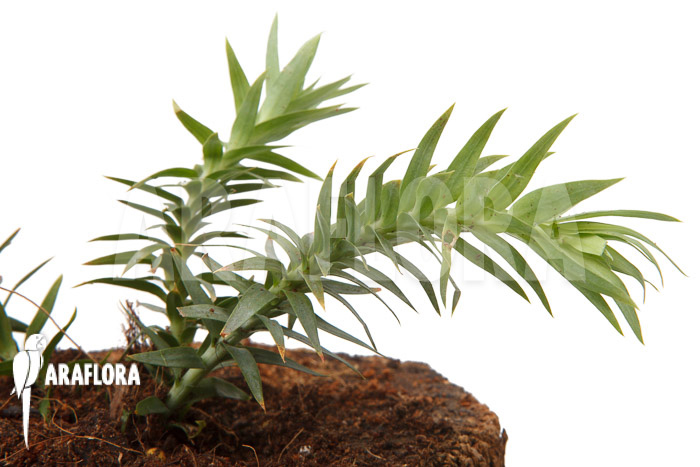 Huperzia ‚Lycopodium‘ goebelii ‚S‘