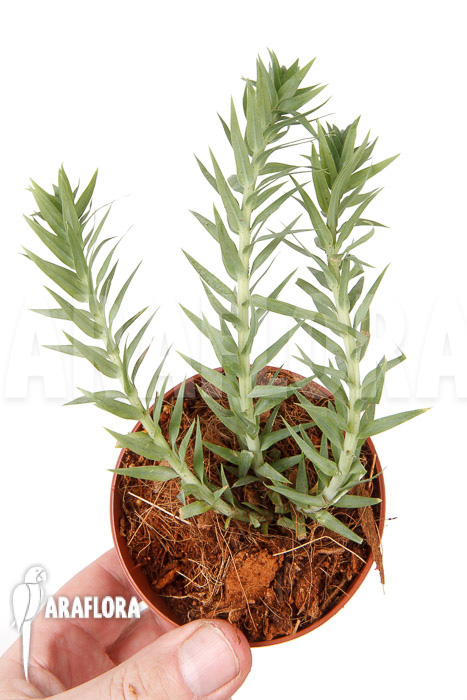 Huperzia ‚Lycopodium‘ goebelii ‚S‘