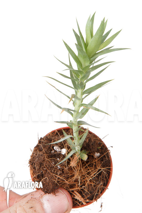 Huperzia ‚Lycopodium‘ goebelii Starter