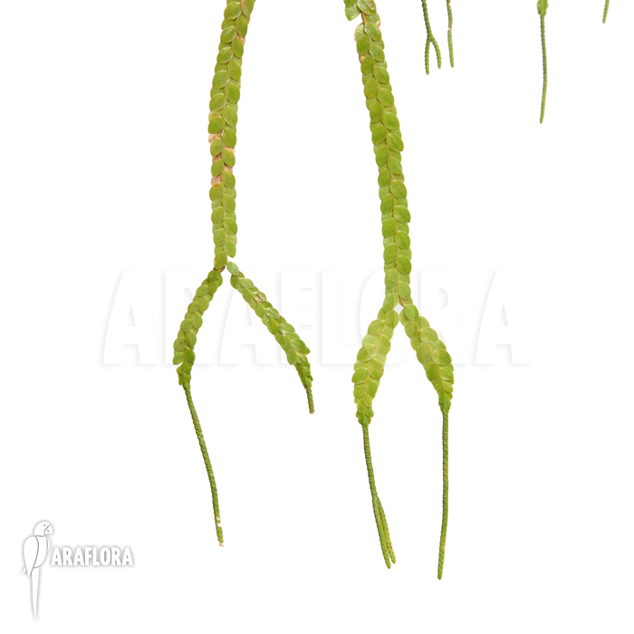 Huperzia ‚Lycopodium‘ nummulariifolia