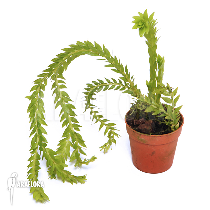 Huperzia ‚Lycopodium‘ phlegmaria