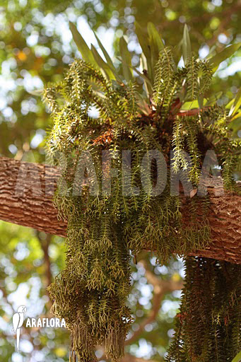 Huperzia ‚Lycopodium‘ phlegmaria