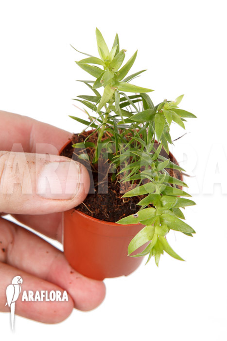 Huperzia ‚Lycopodium‘ phlegmaria ‚Starter‘