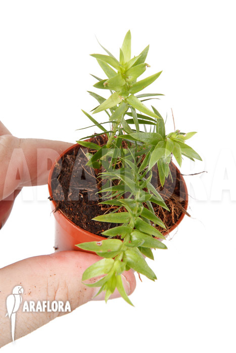 Huperzia ‚Lycopodium‘ phlegmaria ‚Starter‘