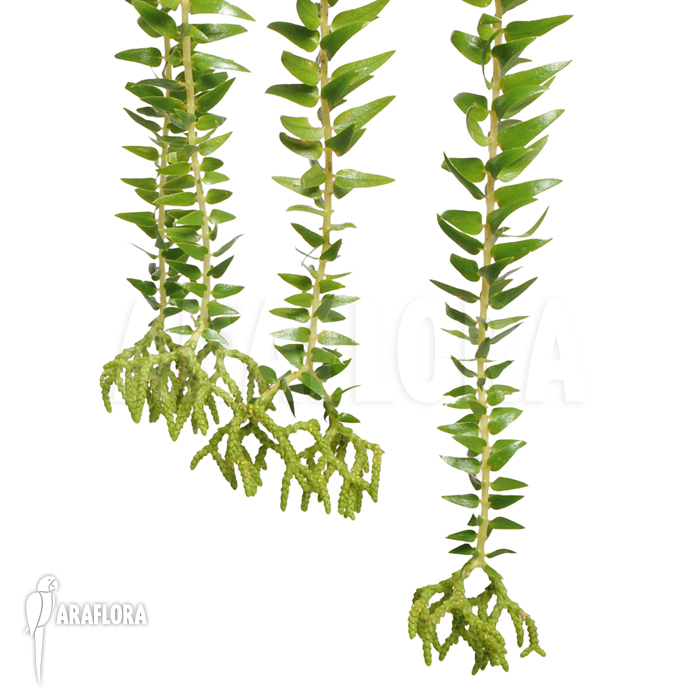 Huperzia ‚Lycopodium‘ phlegmaria ‚XL‘