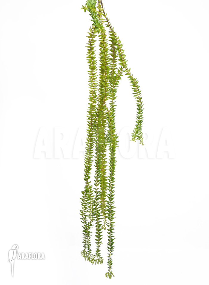 Huperzia ‚Lycopodium‘ phlegmaria ‚XL‘