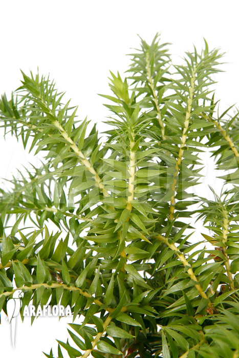 Huperzia ‚Lycopodium‘ phlegmaria ‚XL‘