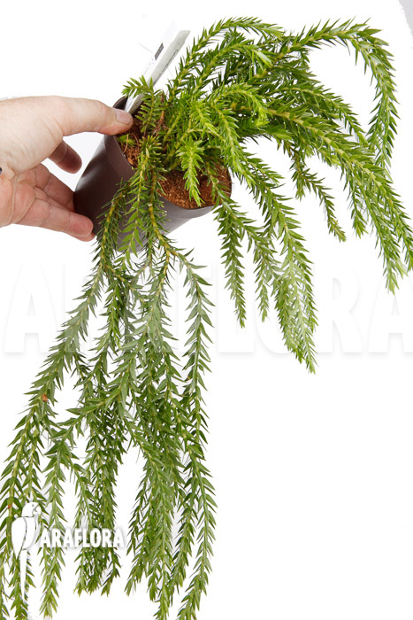 Huperzia ‚Lycopodium‘ phlegmaria ‚XL‘