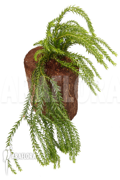 Huperzia ‚Lycopodium‘ phlegmaria ‚XL‘