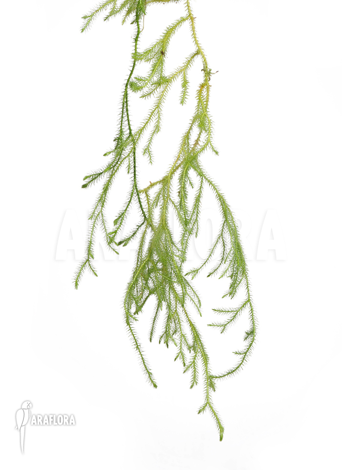 Huperzia ‚Lycopodium‘ pinifolia