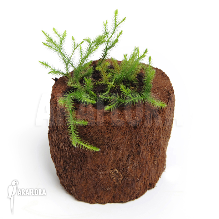 Huperzia ‚Lycopodium‘ pinifolia