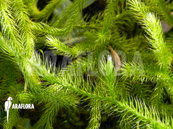 Huperzia ‚Lycopodium‘ pinifolia