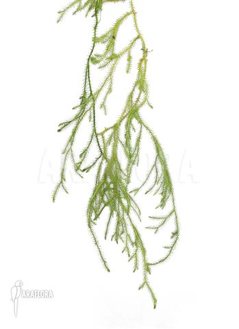 Huperzia ‚Lycopodium‘ pinifolia ‚Small‘