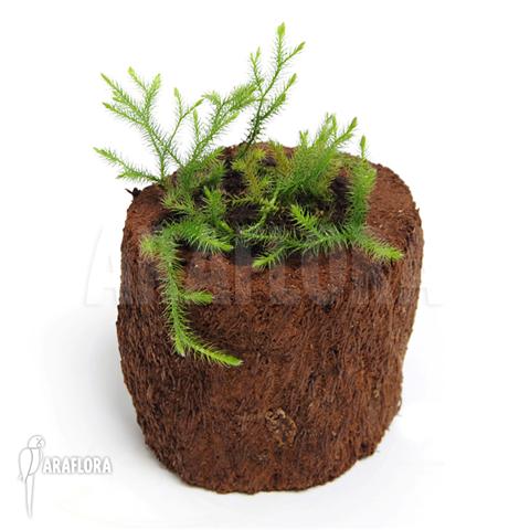 Huperzia ‚Lycopodium‘ pinifolia ‚Small‘