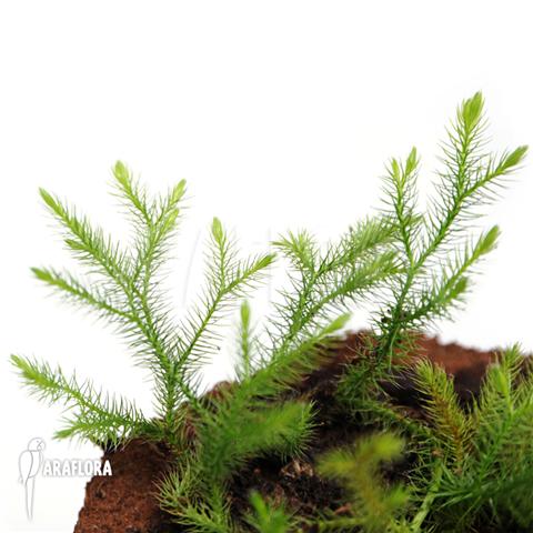 Huperzia ‚Lycopodium‘ pinifolia ‚Small‘