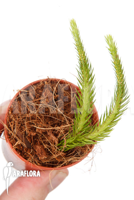 Huperzia ‚Lycopodium‘ pinifolia ’starter‘