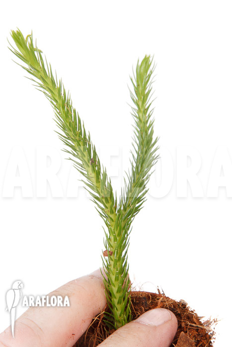 Huperzia ‚Lycopodium‘ pinifolia ’starter‘