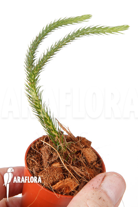 Huperzia ‚Lycopodium‘ pinifolia ’starter‘