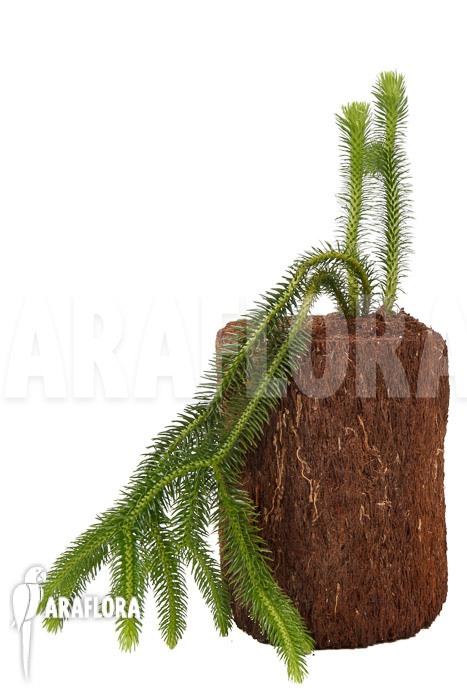 Huperzia ‚Lycopodium‘ squarrosum XL