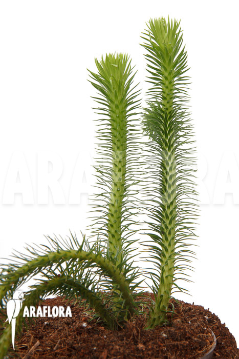 Huperzia ‚Lycopodium‘ squarrosum XL