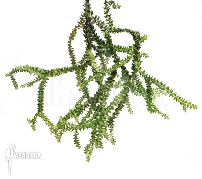 Huperzia salvinioides ‚Lycopodium spec borneo‘