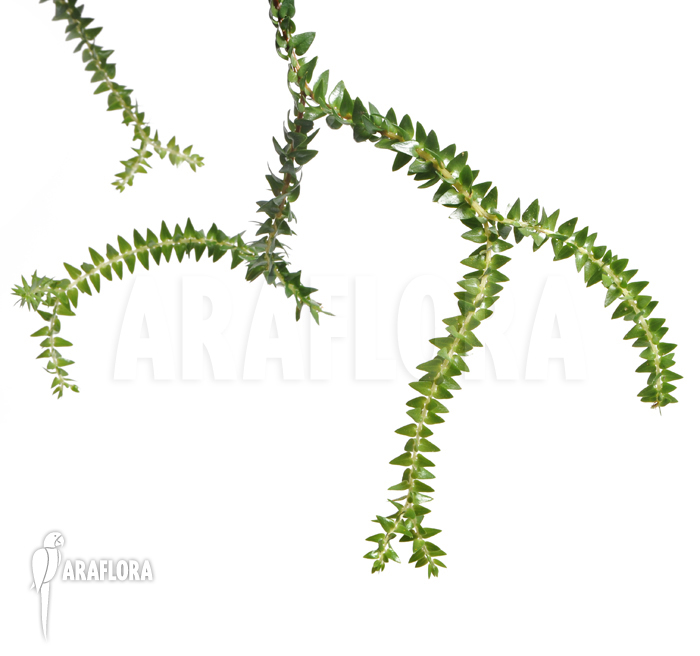 Huperzia salvinioides ‚Lycopodium spec borneo‘