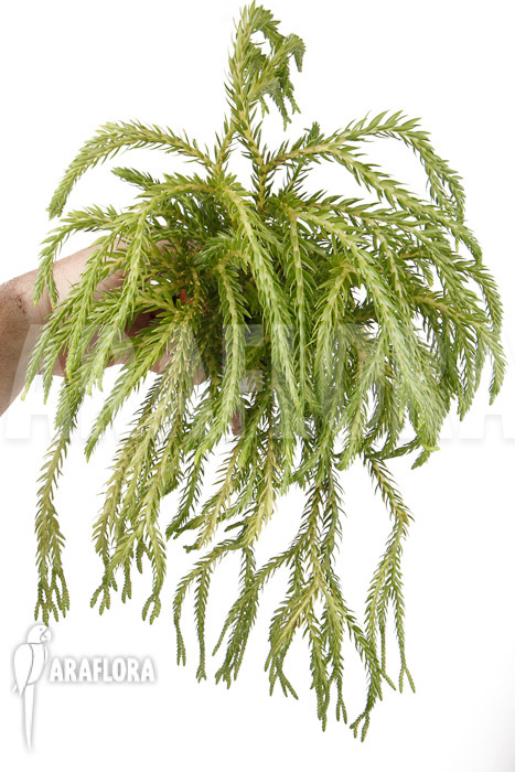 Huperzia square hybrid XL