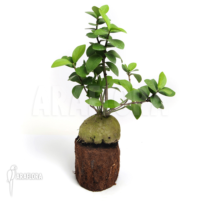 Hydnophytum cf. mosleyanum