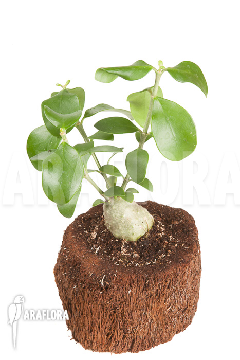 Hydnophytum cf. mosleyanum ‚S‘