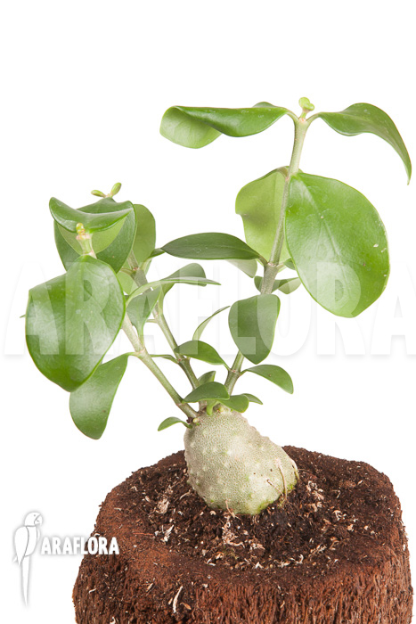 Hydnophytum cf. mosleyanum ‚S‘