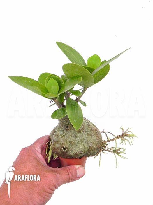 Hydnophytum formicarum ‚Starter‘