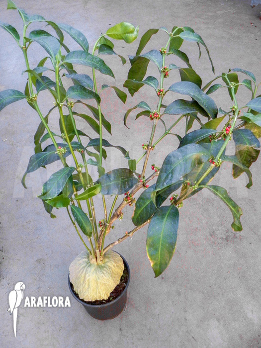 Hydnophytum simplex ‚XL‘