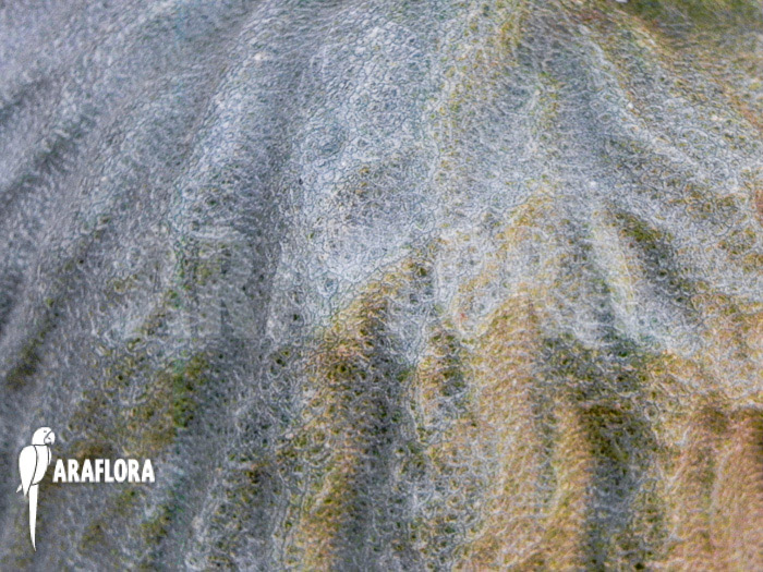 Hydnophytum simplex ‚XL‘