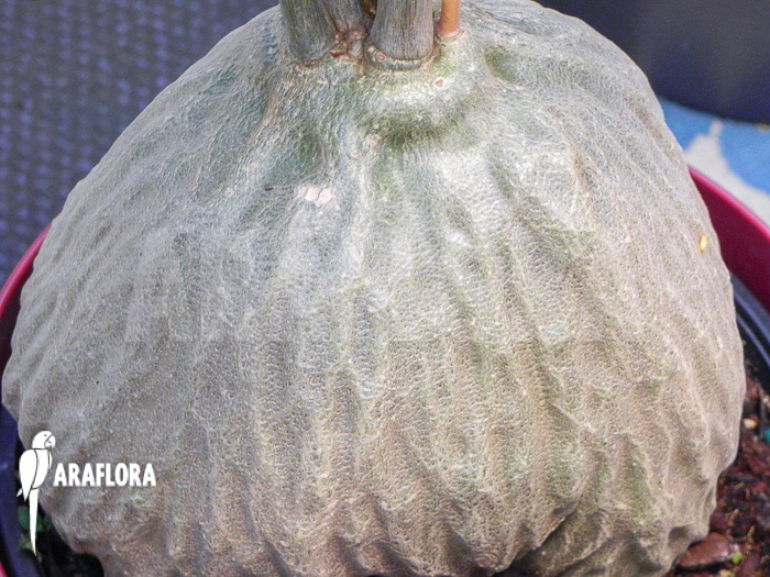 Hydnophytum simplex ‚XL‘ bulb