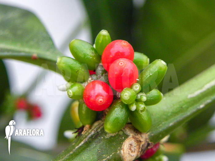 Hydnophytum simplex ‚XL‘ fruit