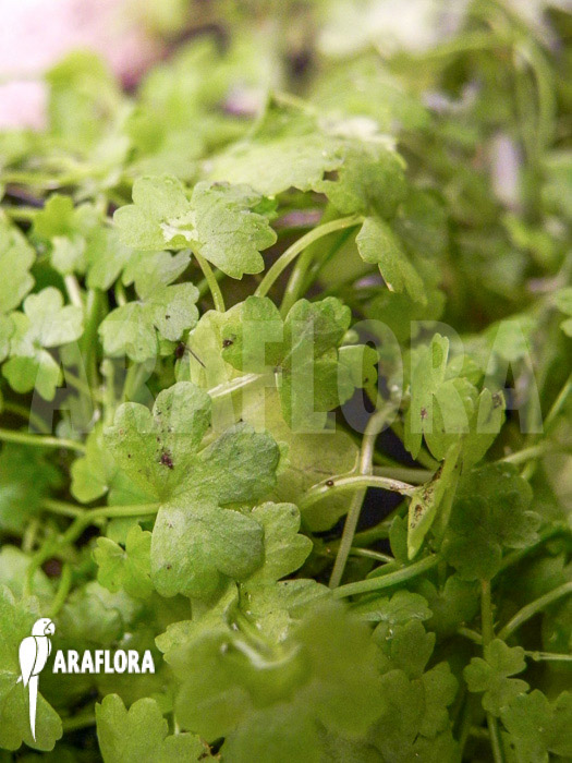 Hydrocotyle tripartita ‚Japan‘