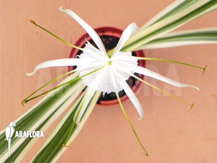 Hymenocallis littoralis cv. Variegata