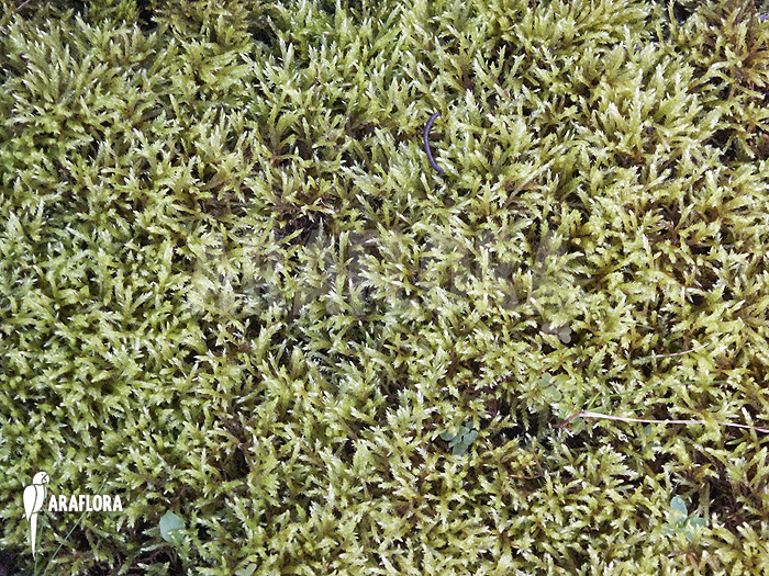 Hypnum cupressiforme ‚Moss‘