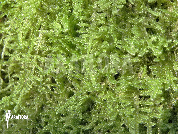 Hypnum cupressiforme ‚Moss on tree‘