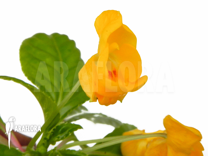 Impatiens auricoma flower