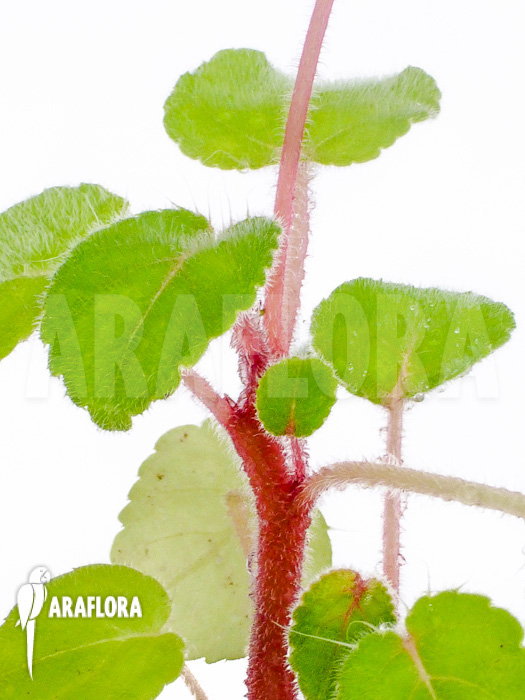 Impatiens columbaria