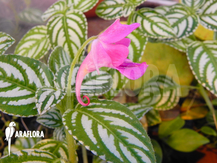 Impatiens marianae flower