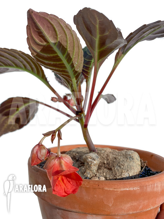 Impatiens phengklaii ‚L‘