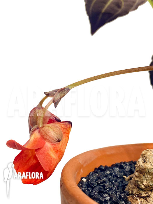 Impatiens phengklaii ‚M‘