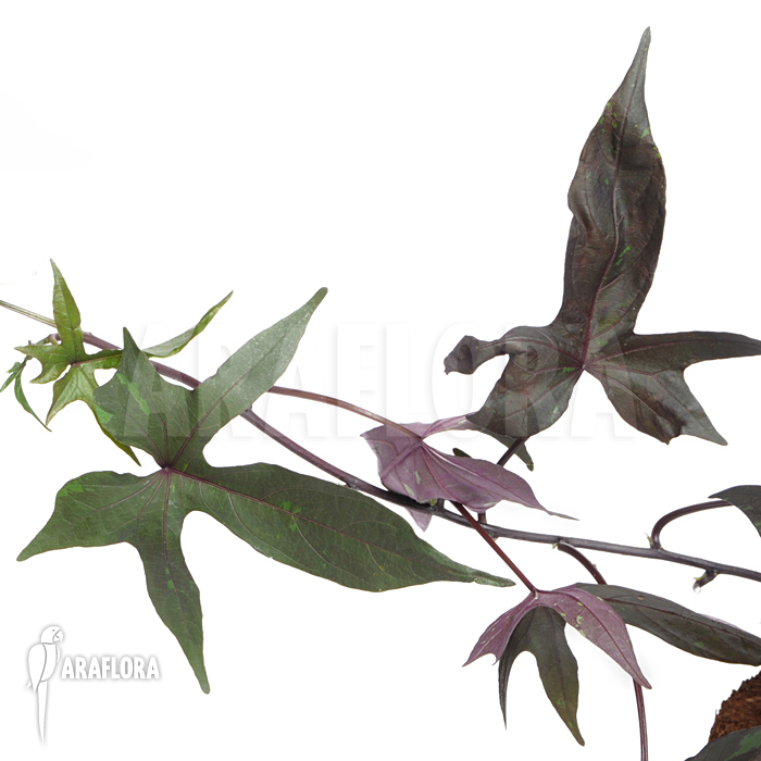 Ipomea batatas ‚Black‘