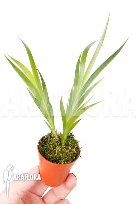 Jacquiniella equitantifolia