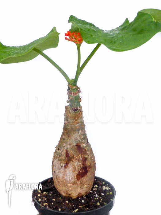 Jatropha podagrica