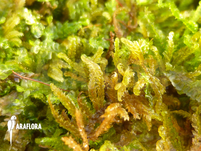 Java Mos Vesicularia dubyana small type