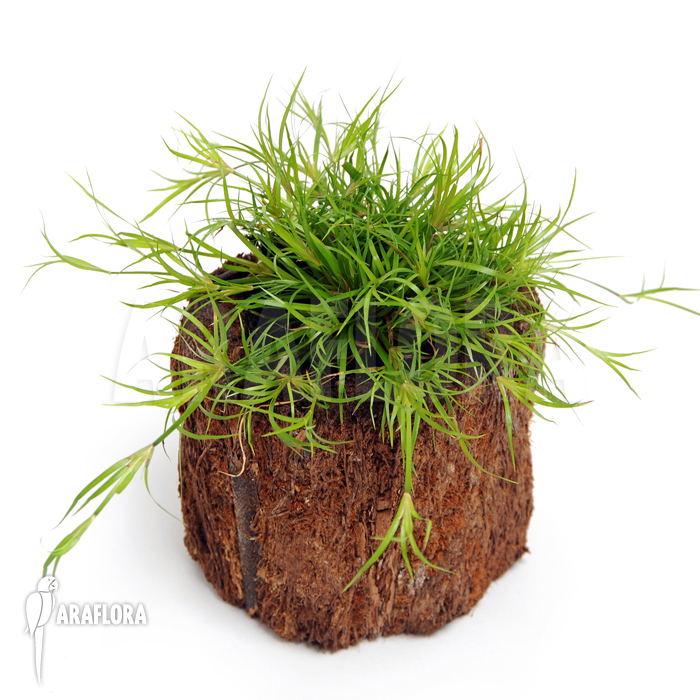 Juncus repens